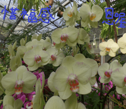 Lotus homes sticker #15112177