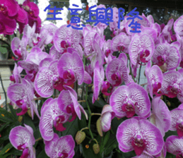 Lotus homes sticker #15112179