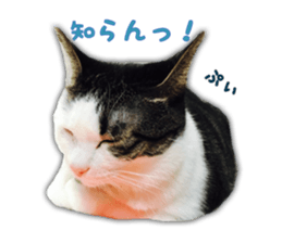 I cedar sticker #15113644