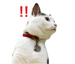 I cedar sticker #15113645