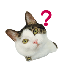 I cedar sticker #15113647