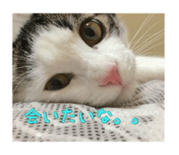 I cedar sticker #15113649