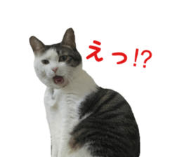 I cedar sticker #15113650