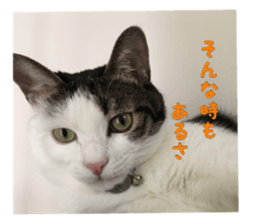 I cedar sticker #15113652