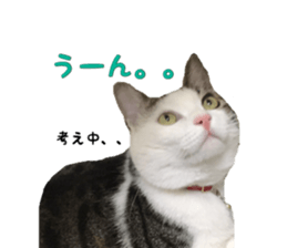 I cedar sticker #15113653