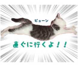 I cedar sticker #15113655