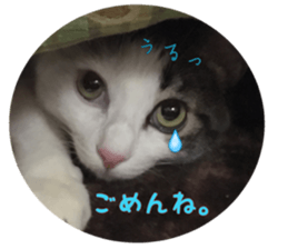 I cedar sticker #15113656