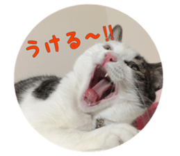 I cedar sticker #15113657