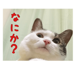 I cedar sticker #15113658