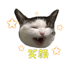 I cedar sticker #15113659