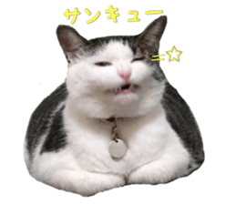 I cedar sticker #15113660