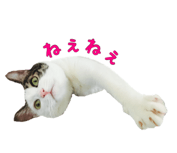 I cedar sticker #15113661