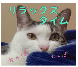 I cedar sticker #15113663