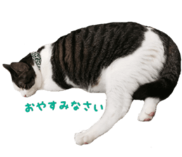 I cedar sticker #15113664