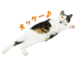 I cedar sticker #15113665