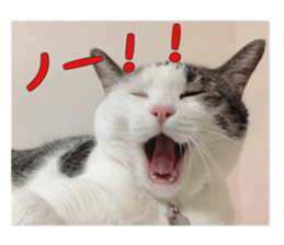 I cedar sticker #15113666