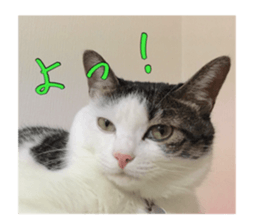 I cedar sticker #15113667