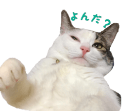 I cedar sticker #15113668