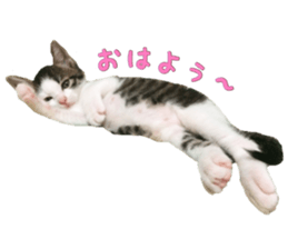 I cedar sticker #15113669