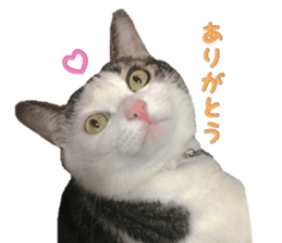 I cedar sticker #15113670