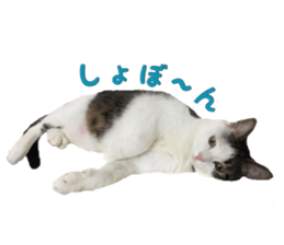 I cedar sticker #15113671