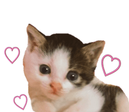 I cedar sticker #15113672