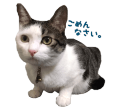 I cedar sticker #15113673