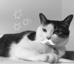 I cedar sticker #15113674