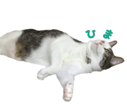 I cedar sticker #15113675