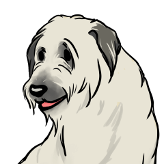 Irish Wolf Hound and everyday