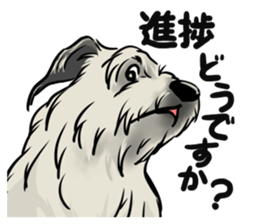 Irish Wolf Hound and everyday sticker #15114068