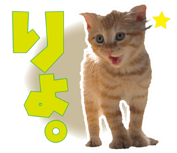 Cat Mono & Chou sticker #15114716
