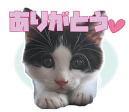 Cat Mono & Chou sticker #15114717