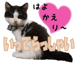 Cat Mono & Chou sticker #15114719