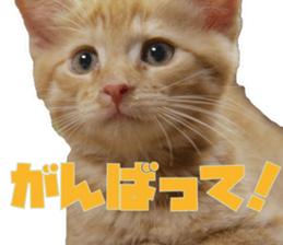 Cat Mono & Chou sticker #15114721