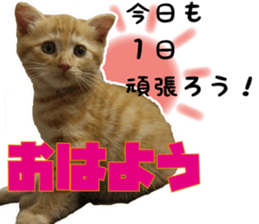 Cat Mono & Chou sticker #15114723