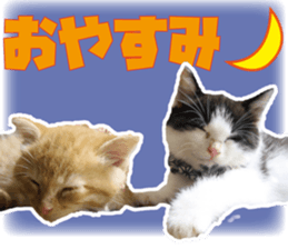 Cat Mono & Chou sticker #15114724