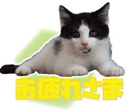 Cat Mono & Chou sticker #15114727