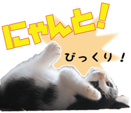 Cat Mono & Chou sticker #15114729