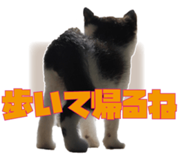 Cat Mono & Chou sticker #15114731