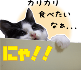 Cat Mono & Chou sticker #15114733