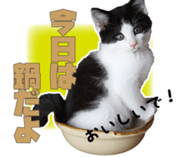 Cat Mono & Chou sticker #15114736