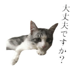 cat of cure Honorific expressions2 sticker #15116405