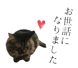 cat of cure Honorific expressions2 sticker #15116406