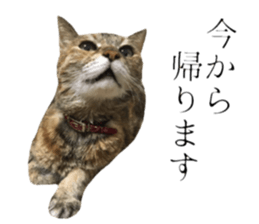 cat of cure Honorific expressions2 sticker #15116408