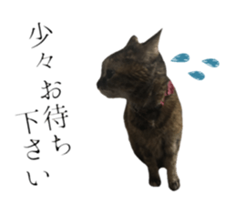 cat of cure Honorific expressions2 sticker #15116412