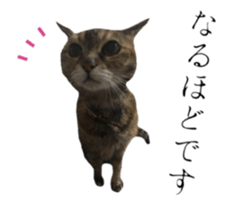 cat of cure Honorific expressions2 sticker #15116416