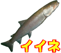 fresh water fishing sticker2 sticker #15118699