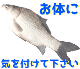 fresh water fishing sticker2 sticker #15118704