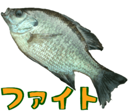 fresh water fishing sticker2 sticker #15118706